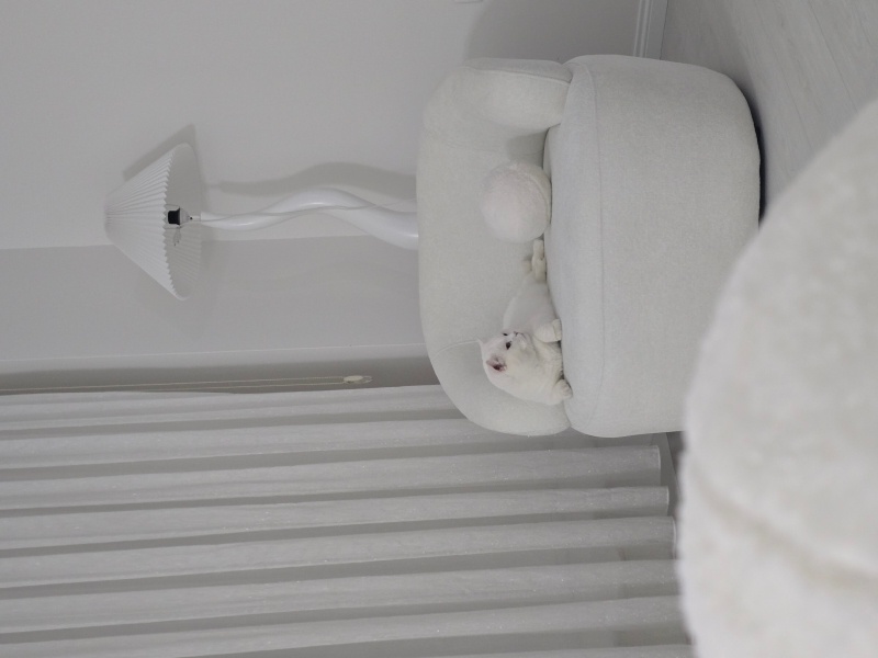 British Shorthair, Kedi  Cesi fotoğrafı