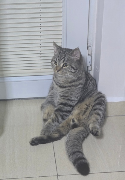 British Shorthair, Kedi  Rıziş fotoğrafı