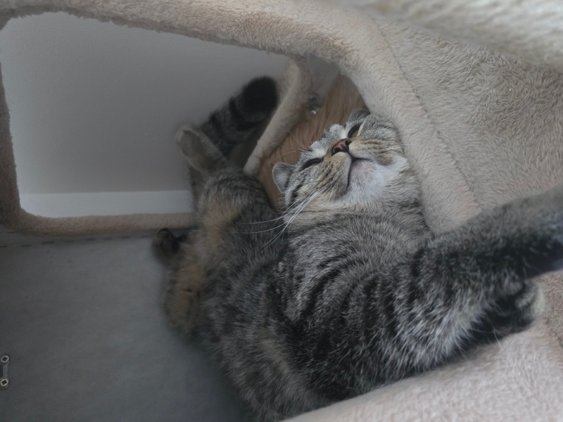 British Shorthair, Kedi  Rıziş fotoğrafı