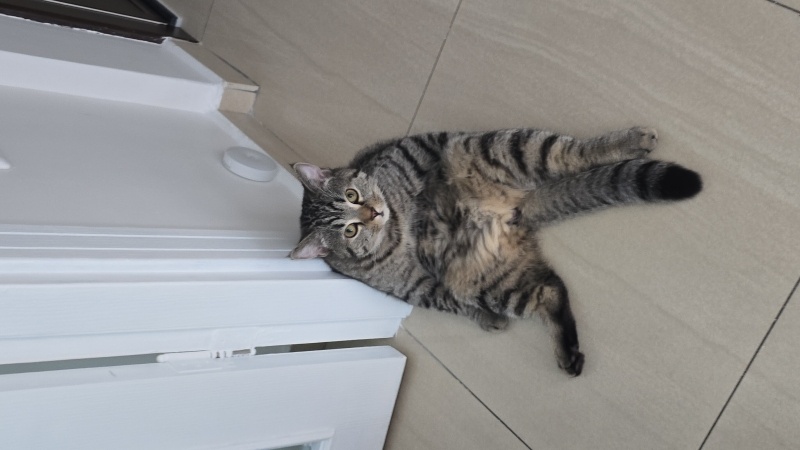 British Shorthair, Kedi  Rıziş fotoğrafı