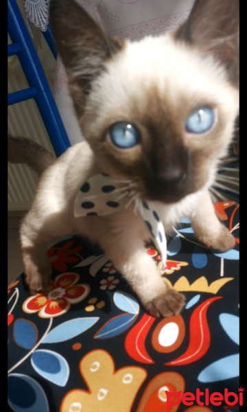 Siyam Kedisi, Kedi  Güçlü fotoğrafı