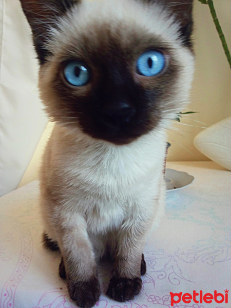 Siyam Kedisi, Kedi  Güçlü fotoğrafı