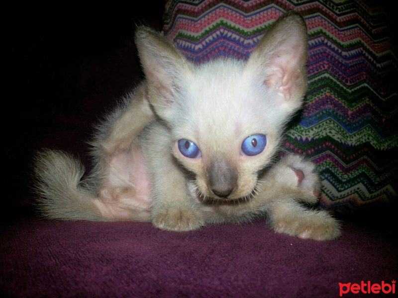 Siyam Kedisi, Kedi  Güçlü fotoğrafı