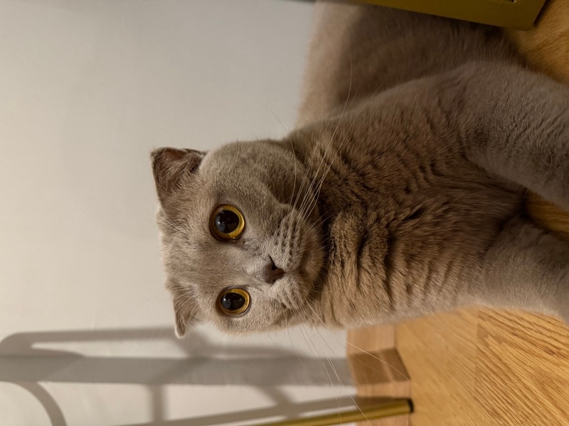 Scottish Fold, Kedi  Bal fotoğrafı