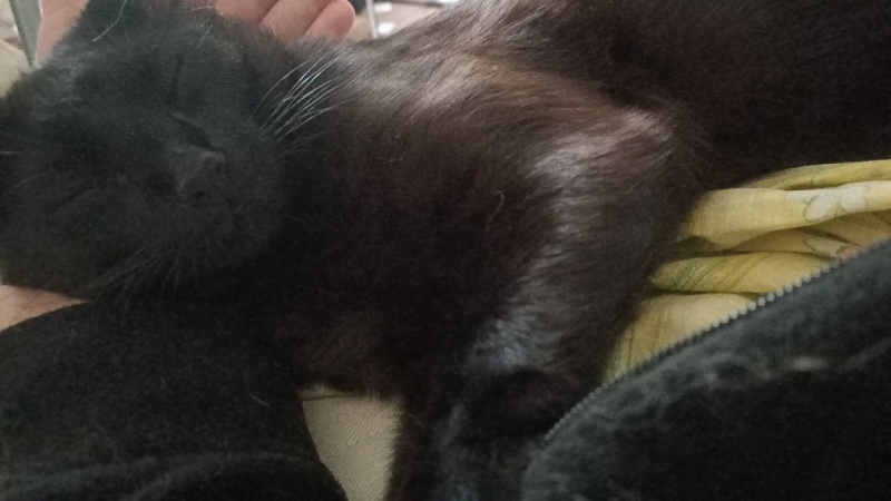 Bombay, Kedi  Karam fotoğrafı