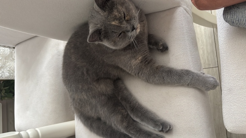 Scottish Fold, Kedi  Pera fotoğrafı