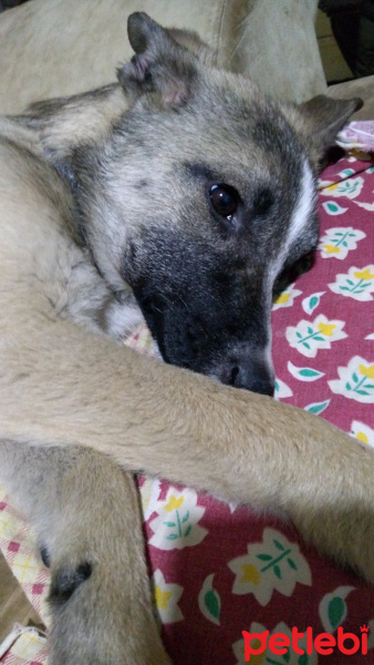 Akbaş, Köpek  Zıpır fotoğrafı