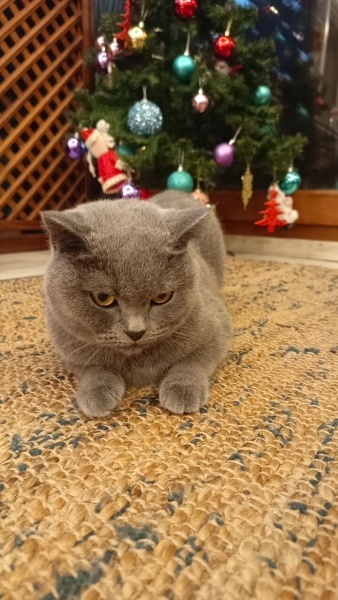 British Shorthair, Kedi  Luna fotoğrafı