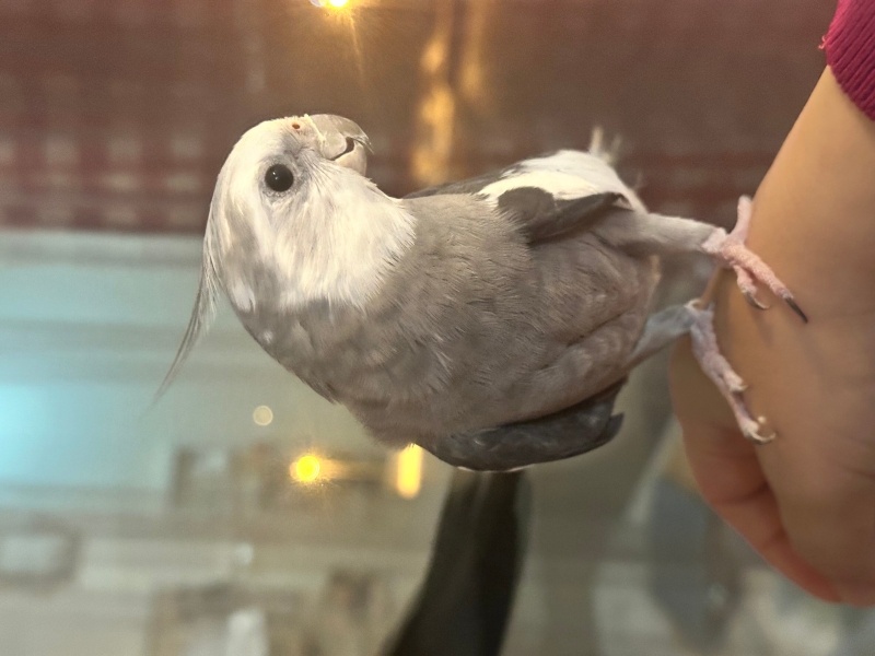 Papağan, Kuş  Paşa fotoğrafı