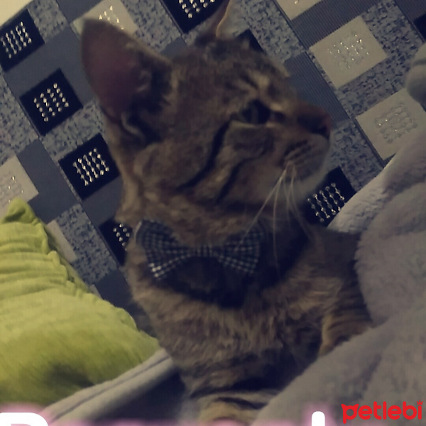 Tekir Kedi, Kedi  Minnoş fotoğrafı