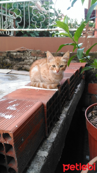 Tekir Kedi, Kedi  Minnoş fotoğrafı