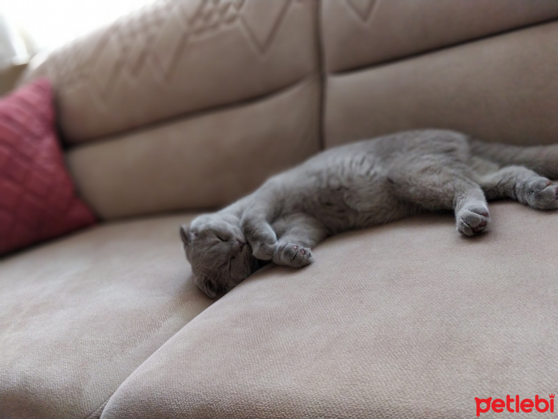 Scottish Fold, Kedi  Minnoş fotoğrafı