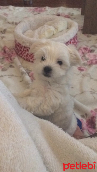 Maltese, Köpek  Mila fotoğrafı