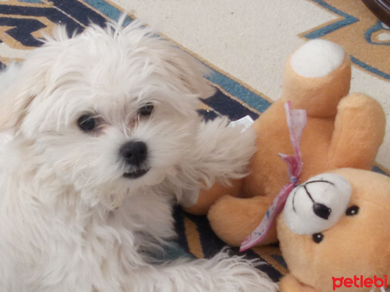 Maltese, Köpek  Mila fotoğrafı