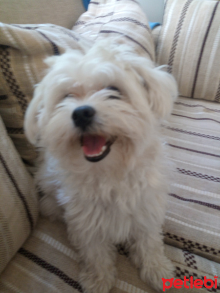 Maltese, Köpek  Mila fotoğrafı