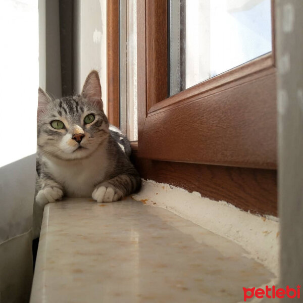 Soke, Kedi  Silver fotoğrafı