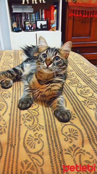 Tekir Kedi, Kedi  Oğlum fotoğrafı