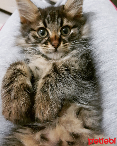 Tekir Kedi, Kedi  Oğlum fotoğrafı