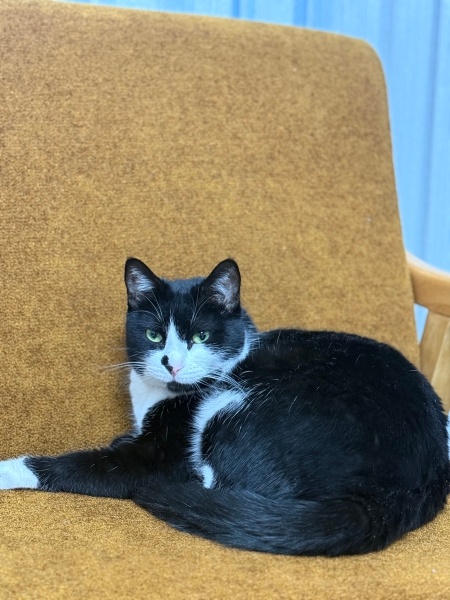 Tekir Kedi, Kedi  Sufle fotoğrafı