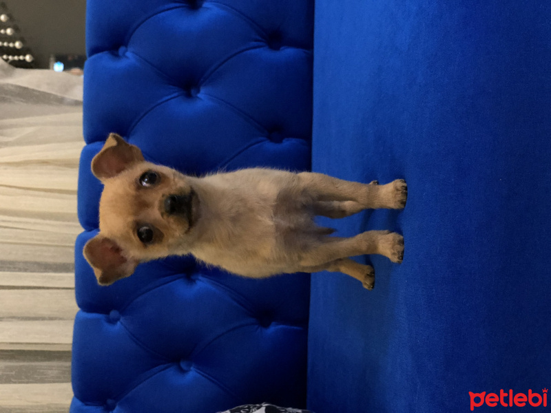 Chihuahua, Köpek  Pepsi fotoğrafı