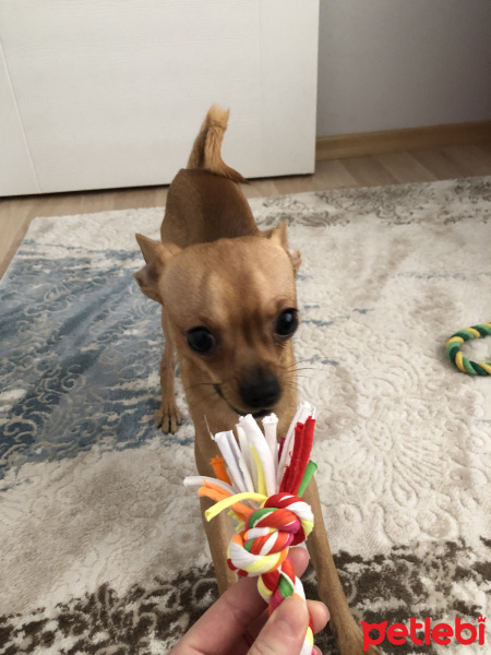 Chihuahua, Köpek  Pepsi fotoğrafı
