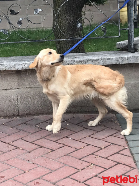 Golden Retriever, Köpek  lele fotoğrafı