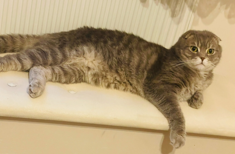Scottish Fold, Kedi  Arthur fotoğrafı