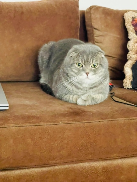 Scottish Fold, Kedi  Arthur fotoğrafı