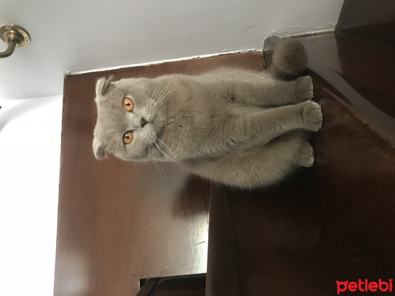 Scottish Fold, Kedi  Nina fotoğrafı