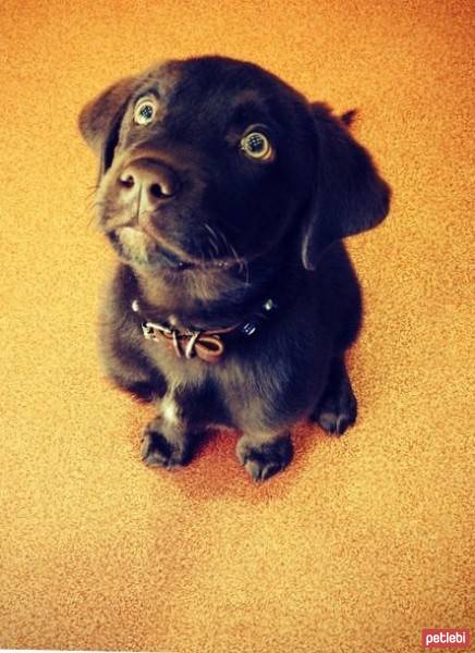 Labrador Retriever, Köpek  Herkül fotoğrafı