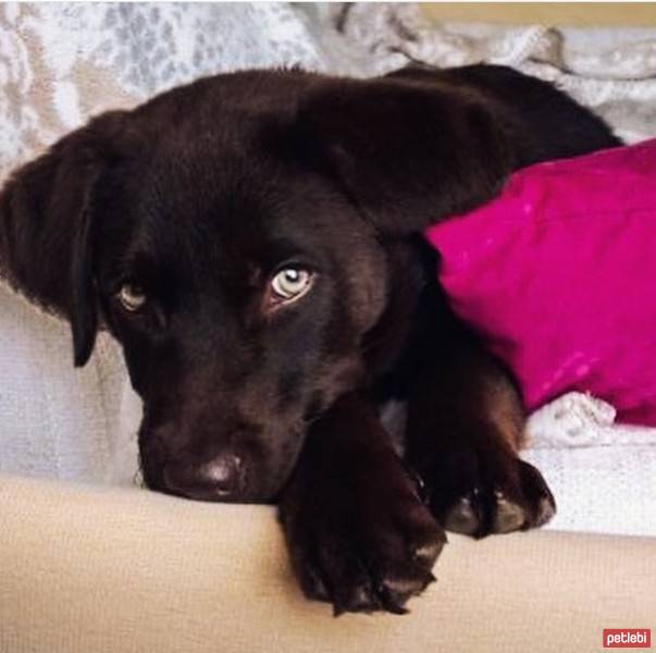 Labrador Retriever, Köpek  Herkül fotoğrafı