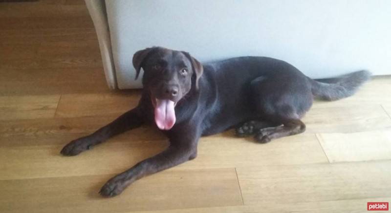 Labrador Retriever, Köpek  Herkül fotoğrafı