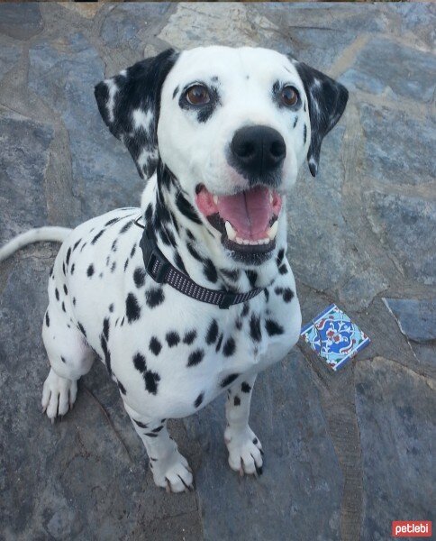 Dalmatian, Köpek  Caline fotoğrafı