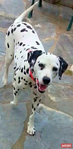 Dalmatian, Köpek  Caline fotoğrafı