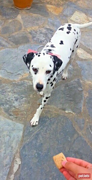 Dalmatian, Köpek  Caline fotoğrafı