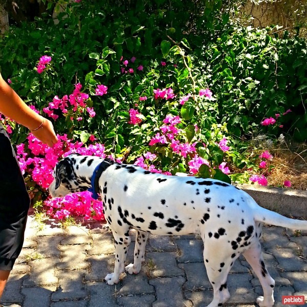 Dalmatian, Köpek  Caline fotoğrafı