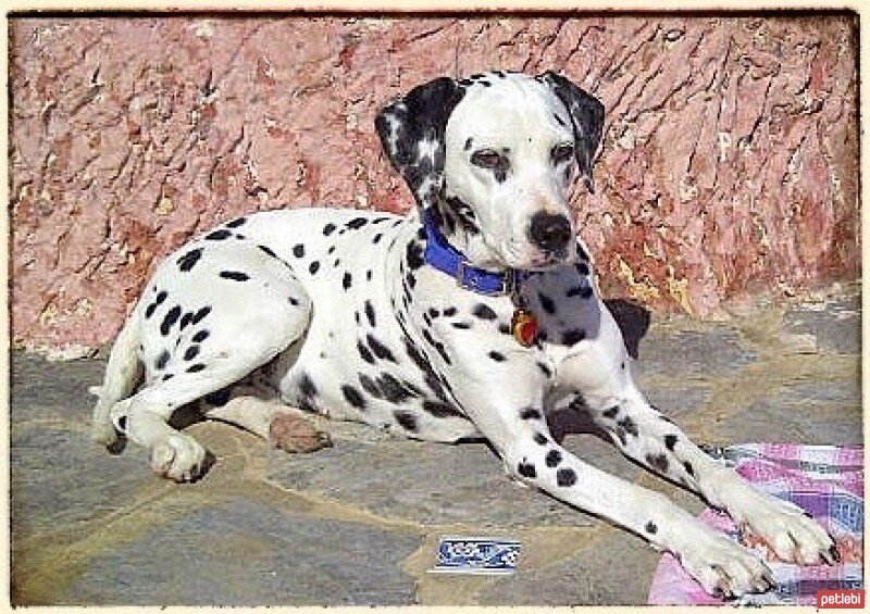 Dalmatian, Köpek  Caline fotoğrafı