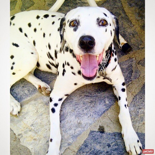 Dalmatian, Köpek  Caline fotoğrafı