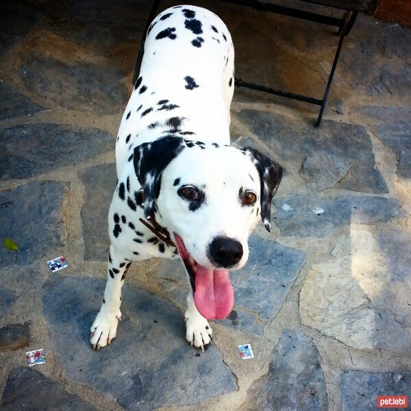 Dalmatian, Köpek  Caline fotoğrafı