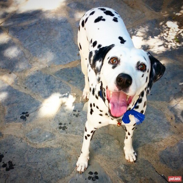 Dalmatian, Köpek  Caline fotoğrafı