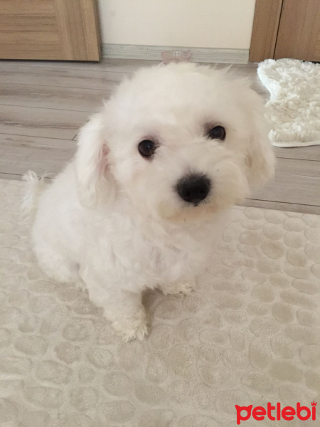 Maltese, Köpek  Pamuk fotoğrafı