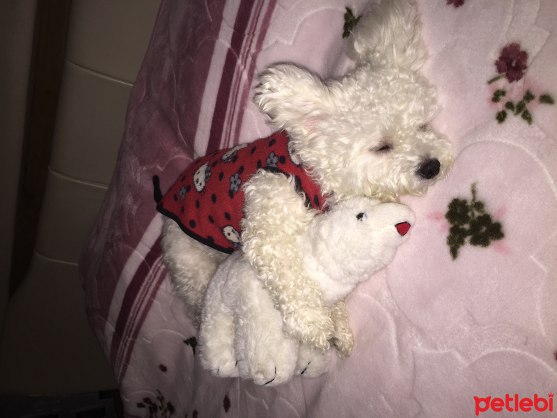 Maltese, Köpek  Pamuk fotoğrafı