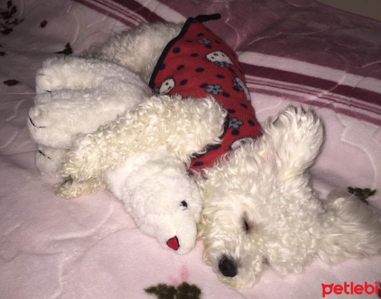 Maltese, Köpek  Pamuk fotoğrafı
