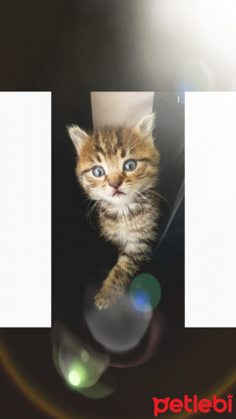 Tekir Kedi, Kedi  Lokum  fotoğrafı