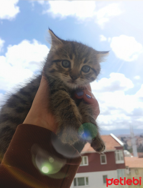 Tekir Kedi, Kedi  Lokum  fotoğrafı