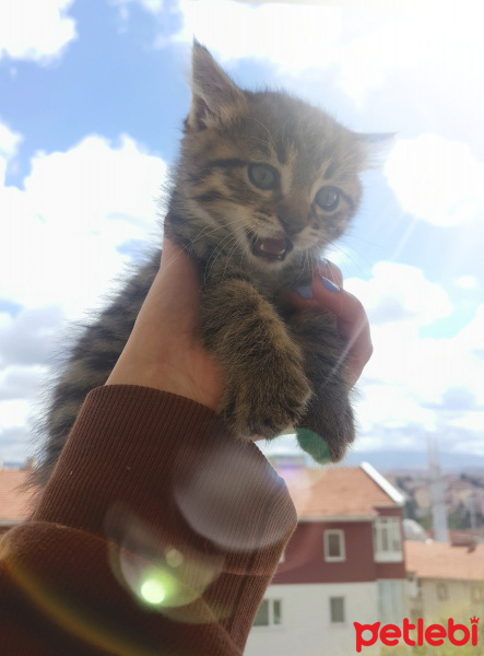 Tekir Kedi, Kedi  Lokum  fotoğrafı