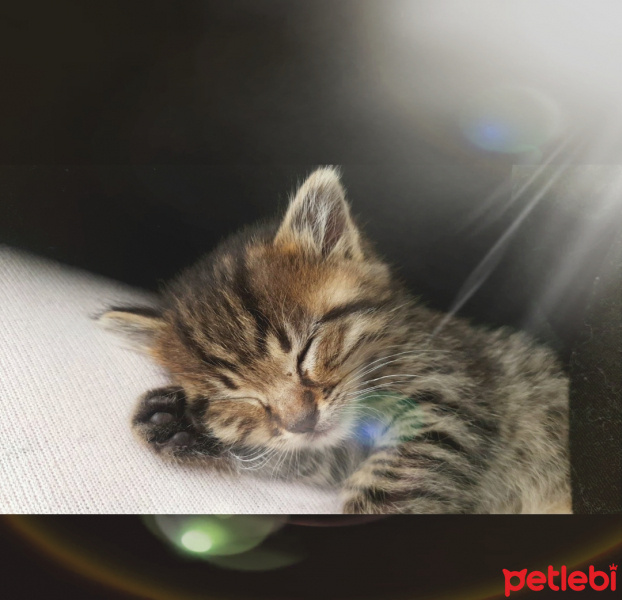 Tekir Kedi, Kedi  Lokum  fotoğrafı