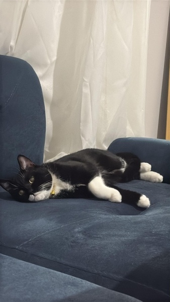 Tuxedo (Smokin) Kedi, Kedi  leblebi fotoğrafı