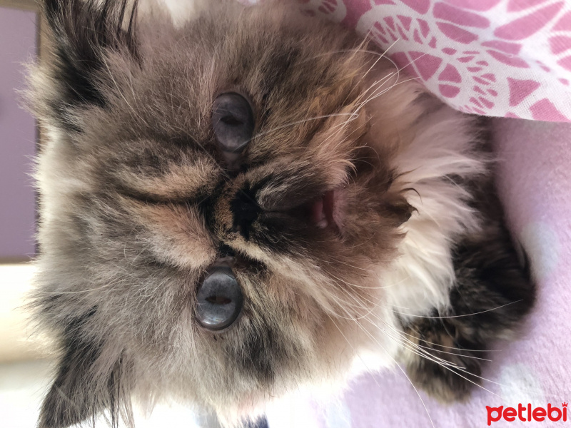 İran Kedisi (Persian), Kedi  Sisi fotoğrafı