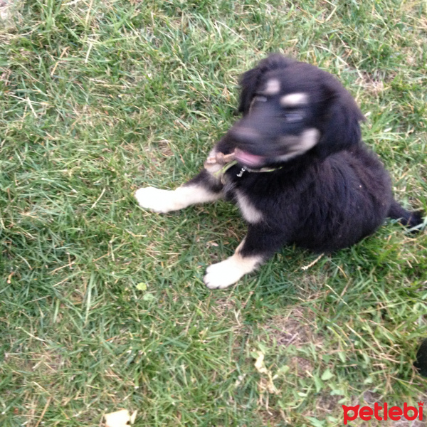 Sokö (Sokak Köpeği), Köpek  Gece fotoğrafı